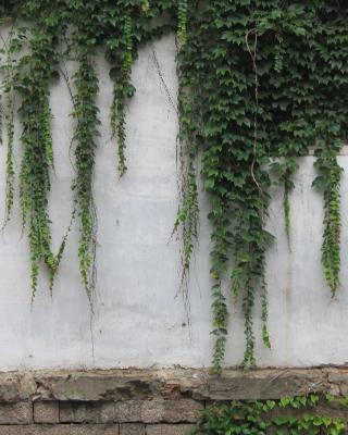 hiedra en una pared