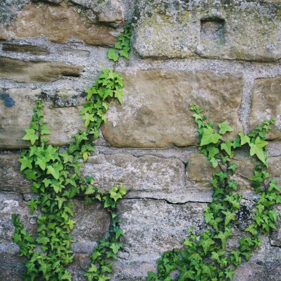 Hiedra en una pared de piedra